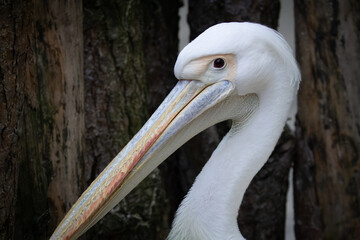 Close-up portrait of a Great white pelican with a grey background on a summer evening.