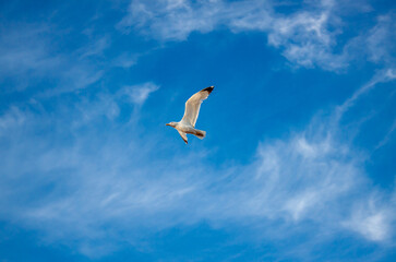 seagull in flight