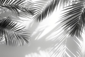 Obraz premium Palm Leaf Shadows