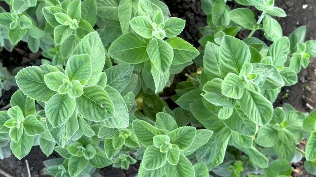 Green mint bushes grow in the garden top view