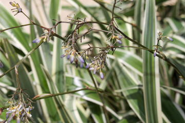 butterfly on a grass