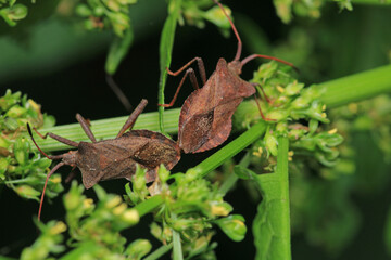 Halyomorpha Halys insect macro photo