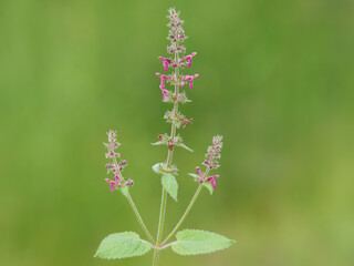 Purple flower of hedge woundwort or whitespot plant, Stachys sylvatica
