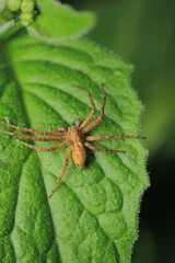 natural neriene peltata spider photo