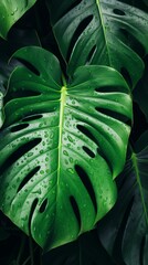 Lush Green Monstera Leaves Pattern Close Up
