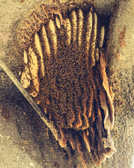 European bees in their hive