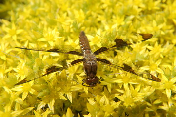 A dragonfly rests on a background of yellow flowers in a garden on a beautiful summer's day.