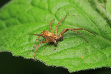 natural neriene peltata spider photo