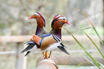 Male mandarin ducks standing on wood	