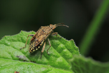 Halyomorpha Halys insect macro photo