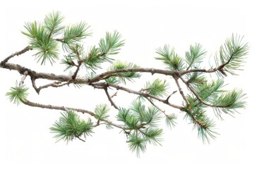 Isolated Evergreen Branch With Green Needles on a White Background
