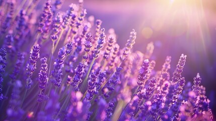 Obraz premium close up of lavender in the field. Selective focus