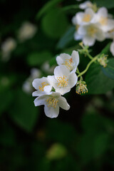 Obraz premium apple tree flowers