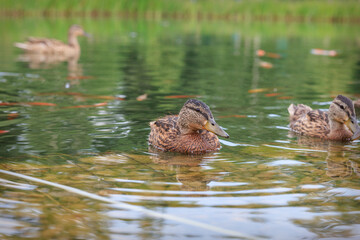 ducks in the lake