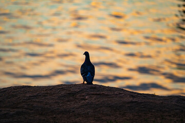 Pigeon Silhouette at Sunset. A single pigeon stands on a rocky outcrop overlooking a calm body of water at sunset.