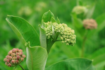 花の蕾 クローズアップ