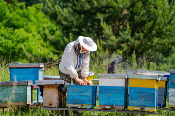 Beekeeper Inspecting Hives in Meadow. A beekeeper in a white suit and hat inspects a hive in a...
