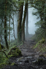 A footpath in the misty forest of Lantang Valley trekking route