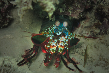 Colorful Peacock mantis shrimp (Odontodactylus scyllarus) facing the camera at the sandy bottom of tropical sea