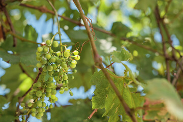 Fototapeta premium Grapes ripening on the vine in the vineyard, space for the concept of the traditional method of winemaking without preservatives