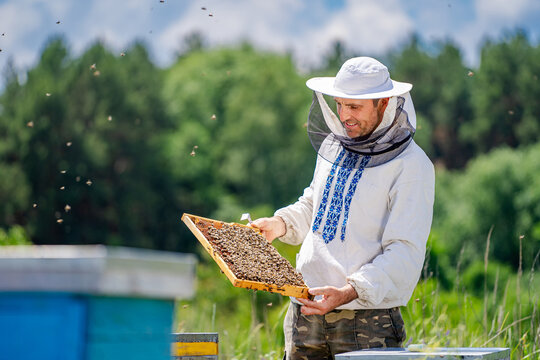Beekeeper Inspecting Honeycomb Frame. A beekeeper wearing a protective suit and hat examines a honeycomb frame filled with bees, likely in a field with beehives in the background.
