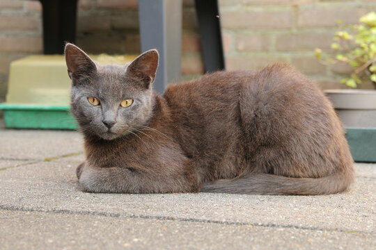 a beautiful chartreux cat with a grey coat is lies in the garden in springtime closeup
