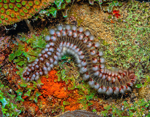 Hermodice carunculata, the bearded fireworm