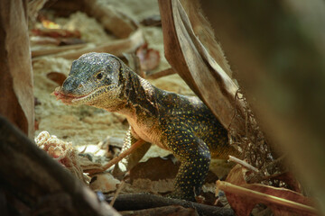 Water monitor lizard eating carrion on the sandy beach