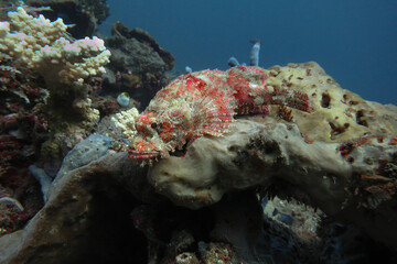 Camouflaged venomous scorpionfish (Scorpaenidae) at the in the corals of tropical sea