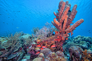 Caribbean coral garden,Bonaire