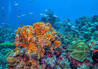 Caribbean coral garden,Bonaire