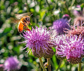 western honey bee or European honey bee
