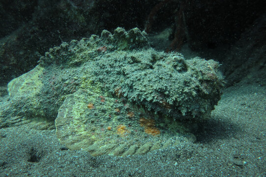 Venomous stonefish (Synanceia) on the sandy murky bottom of the sea