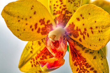 Dendrobium orchid in studio setting