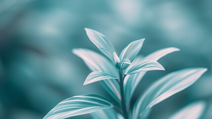 Young leaves of the plant with white veins against a background of soft blue bokeh.
Concept: use for decoration of nature, botanical exhibitions