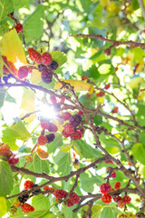 Raspberry fruits on the branch of the tree with a background of lush green leaves and sunlight