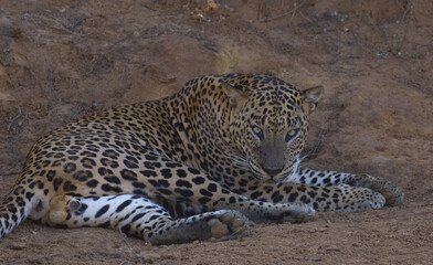 Portrait of a leopard lying down and having a rest and relaxing; Leopard staring and licking with its tongue out; Sri Lankan leopard Panthera pardus kotiya from Yala National Park, Sri Lanka