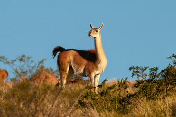 Guanacos in Lihue Calel National Park, La Pampa, Patagonia, Argentina.