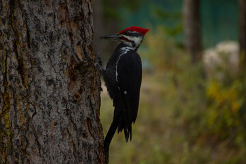 A North American woodpecker (Dryocopus pileatus) perches on a tree trunk