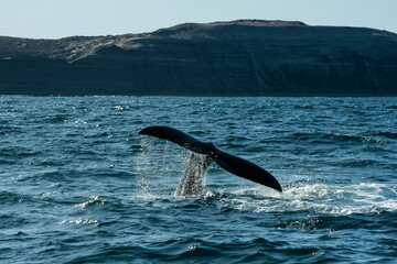 Sohutern right whale tail,Peninsula Valdes, Chubut, Patagonia,Argentina