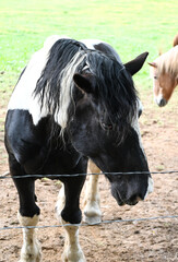 Pinto by the Fence