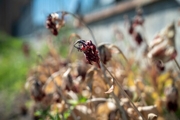 Closeup of wilting colorful tulips in the garden, faded flowers with dry petals soft focus