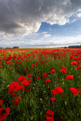 Polish landscape with poppies shows a vibrant field of red poppies swaying in the breeze, set against a backdrop of green meadows and distant hills, under a clear blue or softly clouded sky.