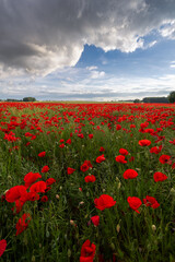 Polish landscape with poppies shows a vibrant field of red poppies swaying in the breeze, set against a backdrop of green meadows and distant hills, under a clear blue or softly clouded sky.