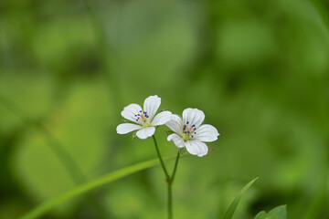 ゲンノショウコ1