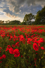 Obraz premium Polish landscape with poppies shows a vibrant field of red poppies swaying in the breeze, set against a backdrop of green meadows and distant hills, under a clear blue or softly clouded sky.