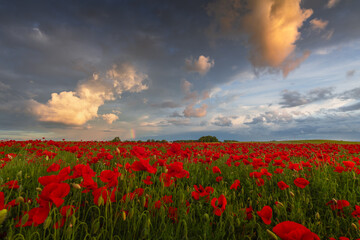 Polish landscape with poppies shows a vibrant field of red poppies swaying in the breeze, set against a backdrop of green meadows and distant hills, under a clear blue or softly clouded sky.