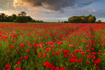Polish landscape with poppies shows a vibrant field of red poppies swaying in the breeze, set against a backdrop of green meadows and distant hills, under a clear blue or softly clouded sky.