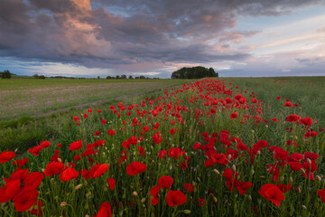 Polish landscape with poppies shows a vibrant field of red poppies swaying in the breeze, set against a backdrop of green meadows and distant hills, under a clear blue or softly clouded sky.
