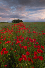 Polish landscape with poppies shows a vibrant field of red poppies swaying in the breeze, set against a backdrop of green meadows and distant hills, under a clear blue or softly clouded sky.
